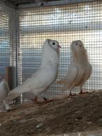 Capucijnenduifjes, Animaux & Accessoires, Oiseaux | Pigeons