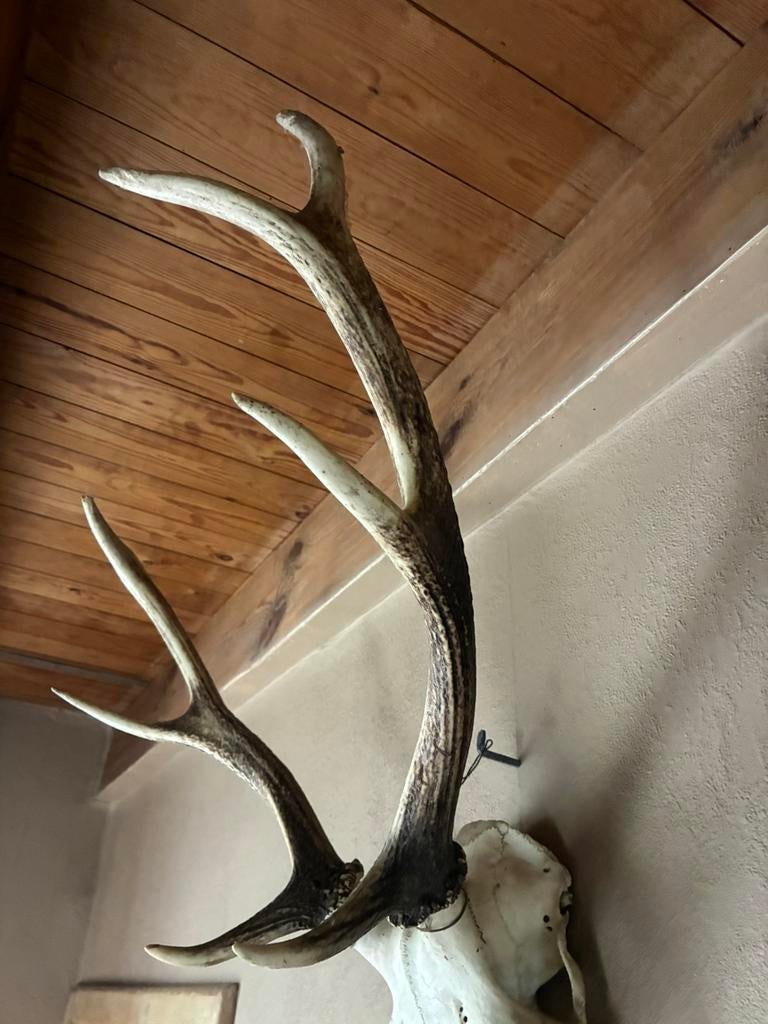 Gewei van hert op schedel, Verzamelen, Dierenverzamelingen, Ophalen, Zo goed als nieuw, Hert, Schedel