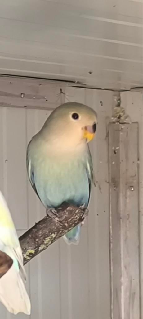 Jonge dwergpapegaai, Sexe inconnu