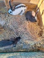 Lot 3 jonge reuzevlinders 9 weken, Dieren en Toebehoren, Konijnen
