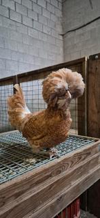 Legkippen en sierkippen te koop., Dieren en Toebehoren