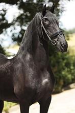 Belle jument frisonne de loisir, B, 11 ans ou plus, Avec pedigree, 160 à 165 cm