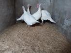 Broedeieren midget white kalkoen, Dinde