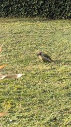 Terre de jardin, pelouse, Jardin & Terrasse