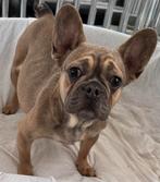 Blue fawn teefje franse bulldog, Animaux & Accessoires, 1 à 2 ans, Hépatite contagieuse (maladie de Rubarth), Chienne, Belgique