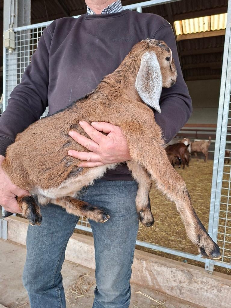 Anglo nubische geitjes, Bokjes, Dieren en Toebehoren, Mannelijk, Geit, 0 tot 2 jaar