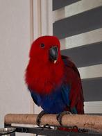 Jonge edelpapegaai, Femelle, Perroquet, Domestique