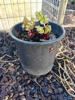 Plante de rhubarbe, Jardin & Terrasse, Enlèvement, Jardin