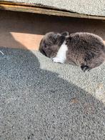 Baby bwergkonijntjes te koop, Dieren en Toebehoren, Knaagdieren, Maart, Meerdere dieren, Tam