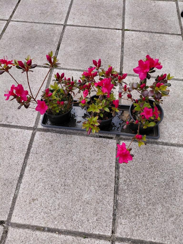 3 tal jonge buiten-tuin Azalea Japonica. Rood., Ophalen, Lente