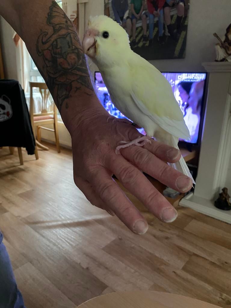 Tamme kakariki, Sexe inconnu, Perruche, Domestique