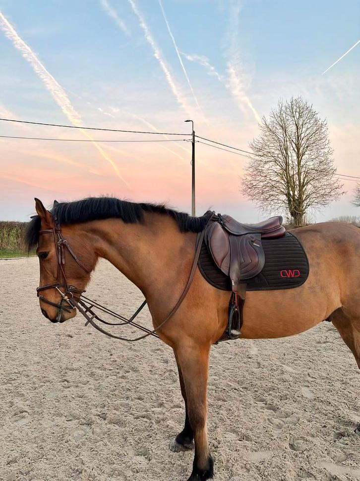 Cheval cherche famille 5*, Articles professionnels, Agriculture | Aliments pour bétail, Enlèvement ou Envoi