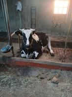 Holsteiner te koop, Dieren en Toebehoren, Runderen