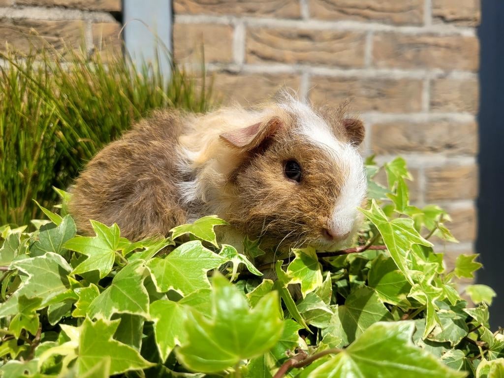 Cavia teddy vrouwtje, Dieren en Toebehoren, Maart, Vrouwelijk, Cavia