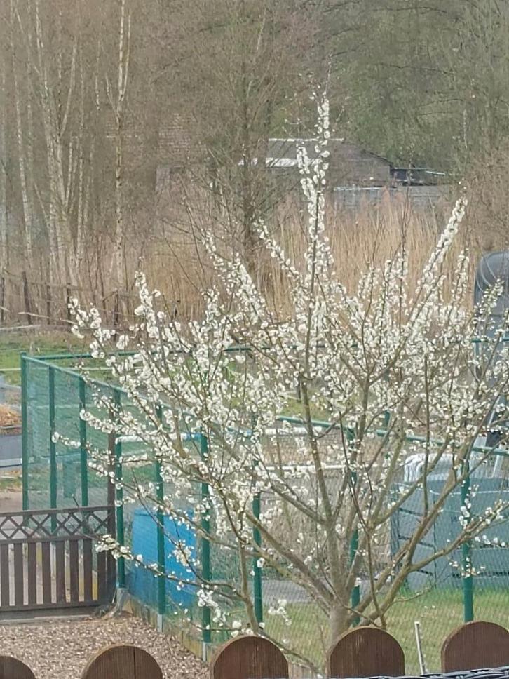 Gezocht: Top brave kinderpony, Animaux & Accessoires, Poneys