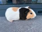 Jonge cavia, Décembre, Mâle, Domestique, Cobaye