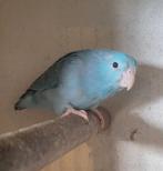 Blauwe forpus pop, Dieren en Toebehoren, Vogels | Parkieten en Papegaaien, Geringd