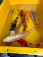 Koi vissen, Dieren en Toebehoren