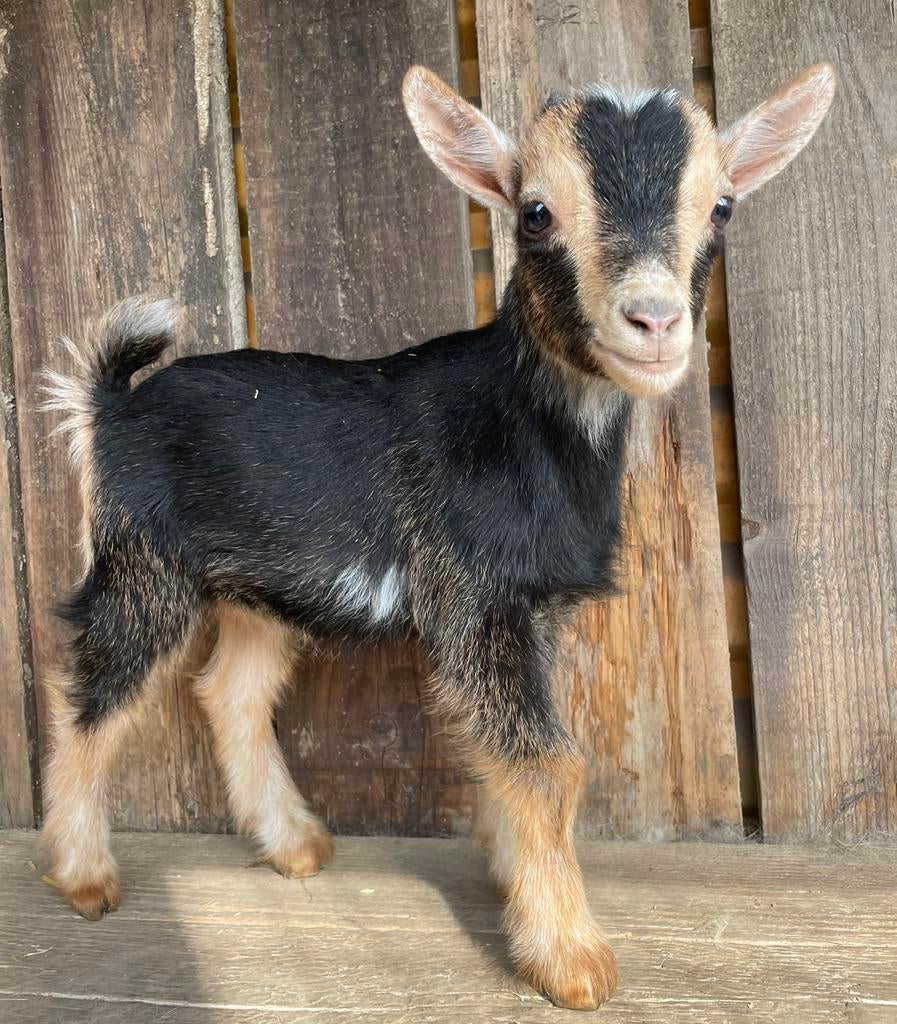Dwerggeit bokje, Dieren en Toebehoren