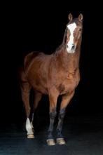 Beginners/wandelpaard, Dieren en Toebehoren, Paarden, Met stamboom, Ruin, Niet van toepassing, 160 tot 165 cm