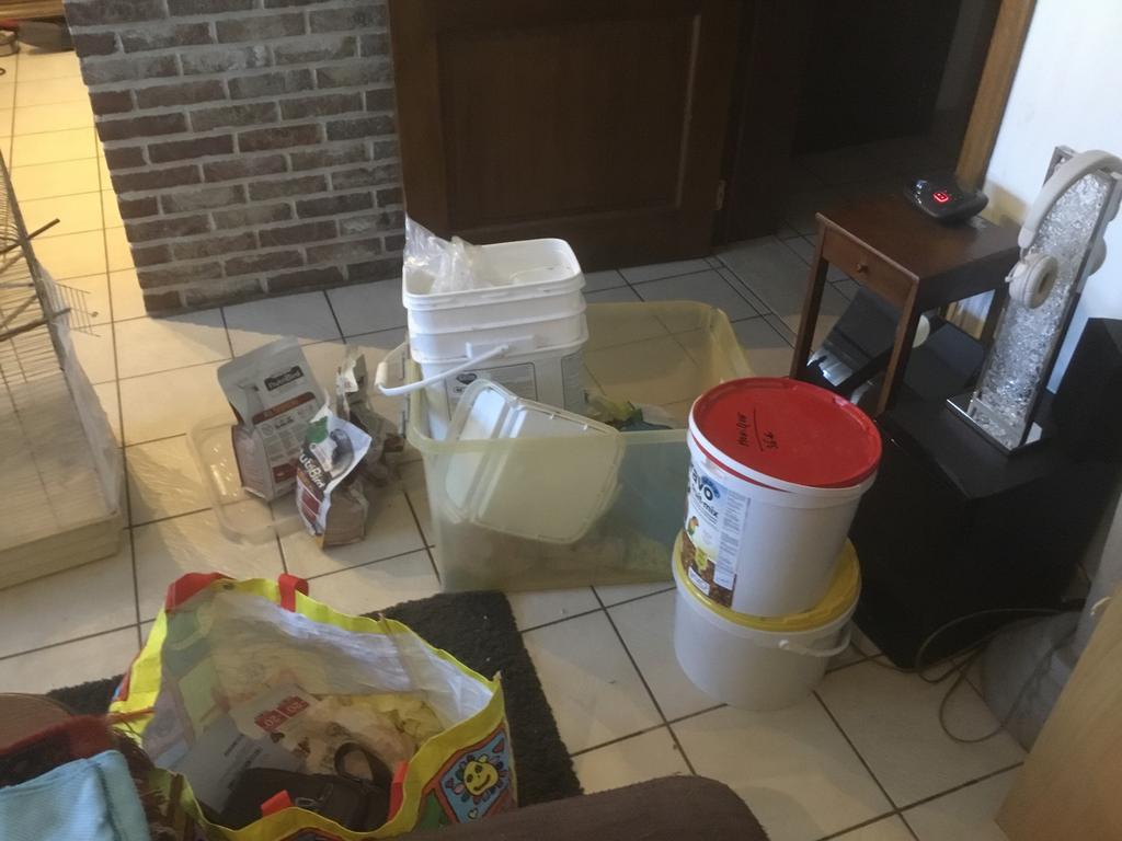 Papegaaivoedsel, Animaux & Accessoires, Oiseaux | Perruches & Perroquets, Plusieurs animaux, Perroquet nain ou Inséparable, Bagué