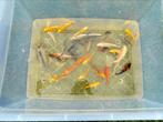 Mooie koi’s, Dieren en Toebehoren, Karper of Koi