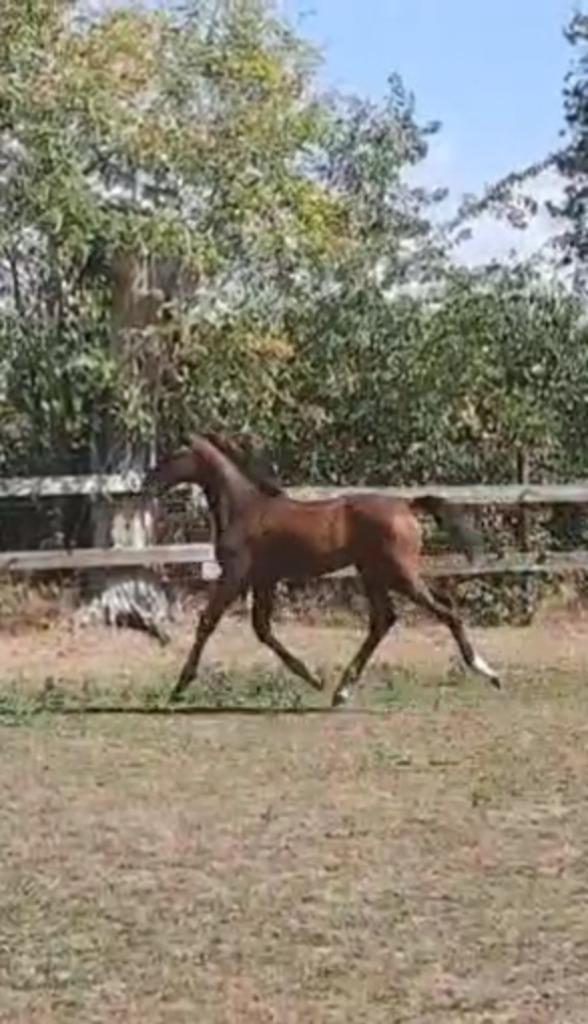 Hengstveulen Ecclestone x Nabab de Reve, Dieren en Toebehoren, Paarden, Hengst, Onbeleerd, 0 tot 2 jaar, Springpaard, Gechipt