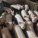 loonkweekstal voor varkens gevraagd, Dieren en Toebehoren, Schapen, Geiten en Varkens, Varken