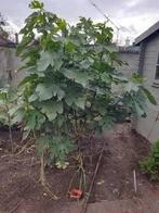 vijgenboom, Ophalen, 100 tot 250 cm, Vijgenboom