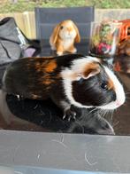 Gladhaar beertje, Cavia, Februari, Mannelijk, Tam