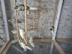 Kakariki's, Dieren en Toebehoren