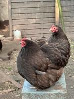 Broedeieren Cochin choco, Dieren en Toebehoren