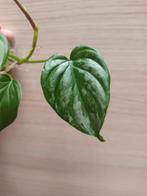 Philodendron majestic, Ophalen of Verzenden