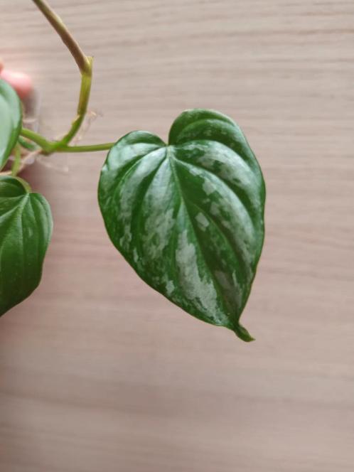 Philodendron majestic, Huis en Inrichting, Kamerplanten, Ophalen of Verzenden