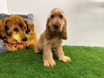 Engelse Cocker Spaniel pups, Dieren en Toebehoren, België, 8 tot 15 weken, CDV (hondenziekte), Meerdere