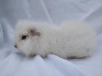 Ch Teddy cavia zeugje te koop, Dieren en Toebehoren, Knaagdieren, Augustus, Vrouwelijk, Cavia