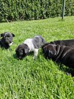 Franse bulldog pups, Dieren en Toebehoren, België, Fokker | Hobbymatig, 8 tot 15 weken, CDV (hondenziekte)