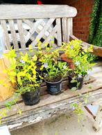 Graslelies, maagdenpalm, sanseverias, grondgeraniums, enz., Tuin en Terras, Planten | Tuinplanten, Ophalen