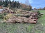 Gratis brandhout, Tuin en Terras, Brandhout, Ophalen, Overige houtsoorten, Stammen