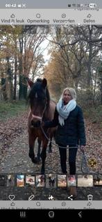 Voor mijn lieve Spaans paardje zoek ik een goede thuis, Animaux & Accessoires, Chevaux & Poneys | Produits de soin, Enlèvement ou Envoi