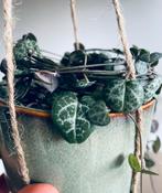String of Hearts - chinees lantaarnplantje -Ceropegia woodii, Ophalen