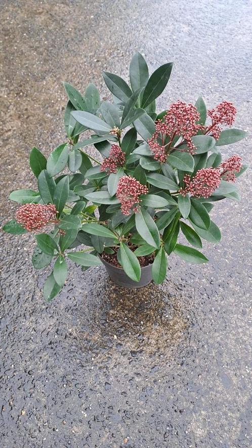 Skimma japonica 'Rubella', Hagen en sierheesters, Tuin en Terras, Planten | Struiken en Hagen, Haag, Overige soorten, Minder dan 100 cm