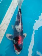 Koi 3 stuks, Dieren en Toebehoren