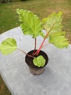Rabarber planten, Ophalen