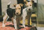 HONDEN    7, Verzamelen, Postkaarten | Dieren, Verzenden, Ongelopen, Hond of Kat