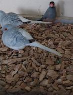 Diamantduifjes witstuit grijs en zilver, Meerdere dieren, Tropenvogel, Geringd