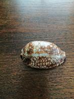 bruine schelp  Mauritia Grayana, Collections, Minéraux & Fossiles, Coquillage(s), Enlèvement ou Envoi