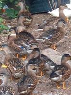 Hollandse kwakers te koop, Dieren en Toebehoren