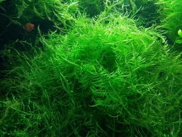 Waterplanten – Javamos beschikbaar voor biedingen