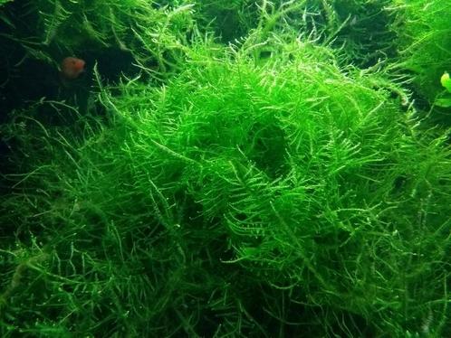 Waterplanten – Javamos, Dieren en Toebehoren, Vissen | Aquariumvissen
